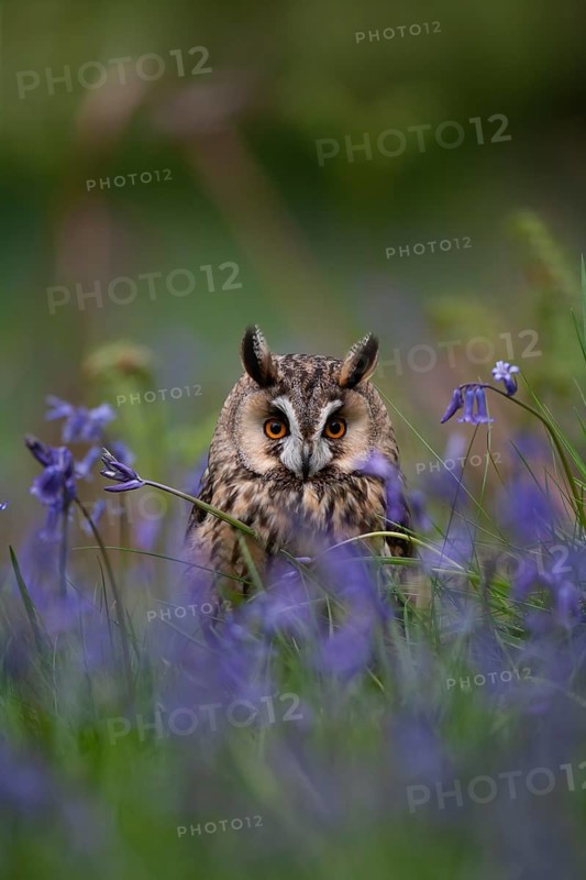 Long eared owl (Asio otus) adult bird amongst flowering bluebell flowers in a woodland in spring, England, United Kingdom