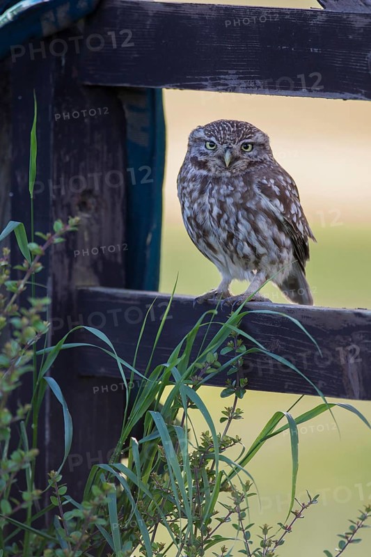 Little owl (Athene noctua) adult bird on a fence, England, United Kingdom