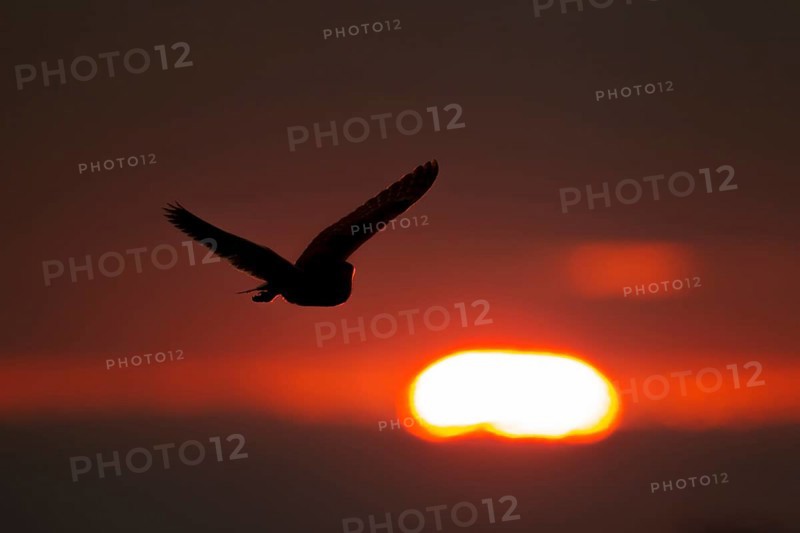 Barn owl (Tyto alba) adult bird flying silhouette at sunset, England, United Kingdom