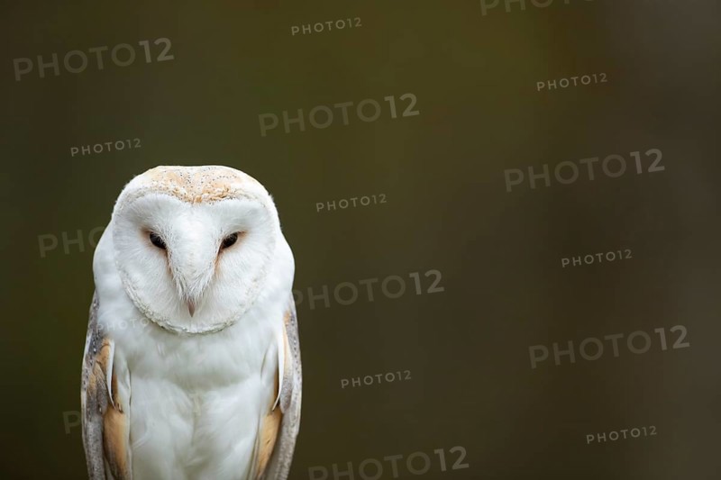 Barn owl (Tyto alba) adult bird head portrait, England, United Kingdom