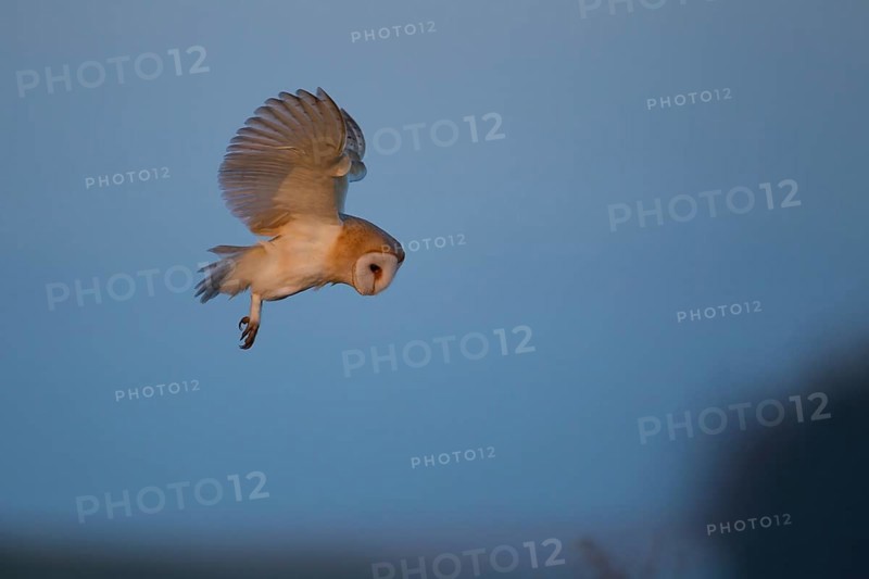 Barn owl (Tyto alba) adult bird hovering hunting in flight, England, United Kingdom