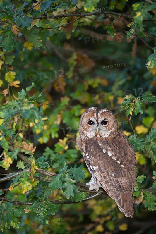 Tawny owl (Strix aluco) adult bird resting on an oak tree branch in a woodland in autumn, England, United Kingdom