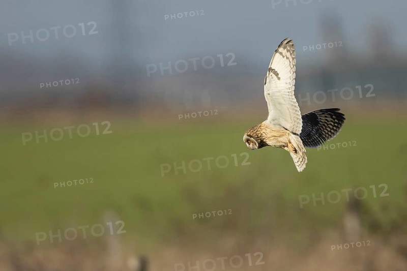 Short-eared owl (Asio flammeus) adult bird hovers in flight before diving down for prey, England, United Kingdom