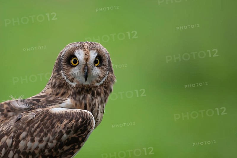 Short-eared owl (Asio flammeus) adult bird head portrait, England, United Kingdom