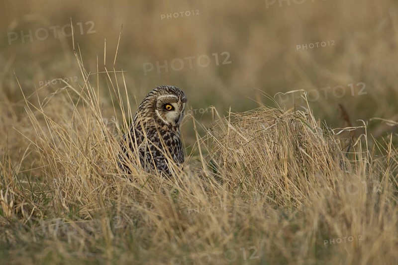 Short-eared owl (Asio flammeus) adult bird hunting in grassland in winter, England, United Kingdom