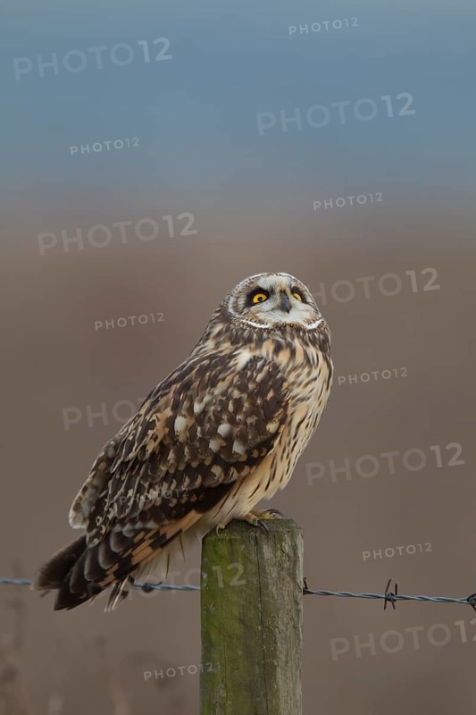 Short-eared owl (Asio flammeus) adult bird on a fence post in winter, England, United Kingdom