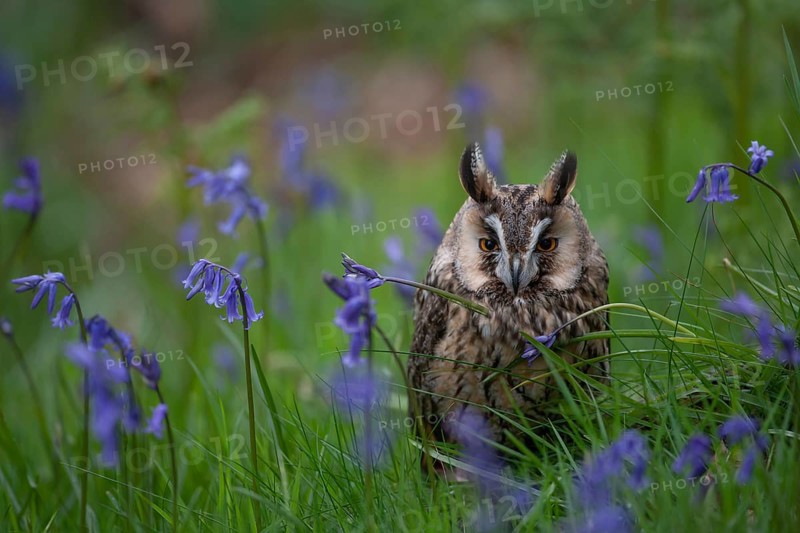 Long eared owl (Asio otus) adult bird amongst flowering bluebell flowers in a woodland in spring, England, United Kingdom