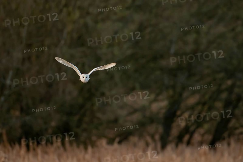 Barn owl (Tyto alba) adult bird hunting over reed beds at dusk, RSPB Fowlmere nature reserve, Cambridgeshire, England, United Kingdom