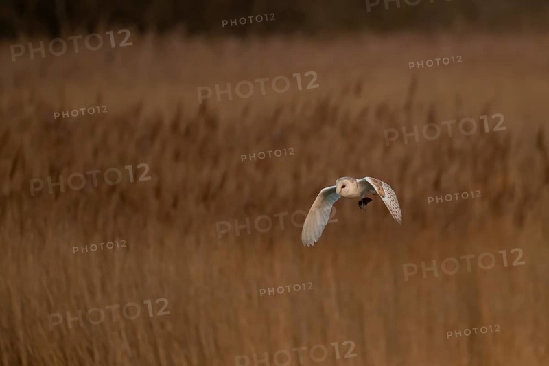 Barn owl (Tyto alba) adult bird carrying a vole back to its nest site over reed beds at dusk, RSPB Fowlmere nature reserve, Cambridgeshire, England, United Kingdom