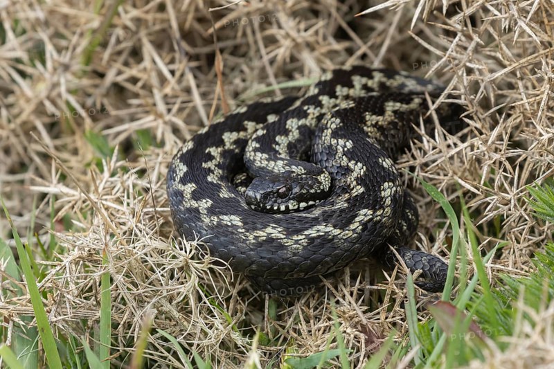 Common european adder or viper snake (Vipera berus) adult reptile basking on a Gorse bush in spring, RSPB Minsmere nature reserve, Suffolk, England, United Kingdom