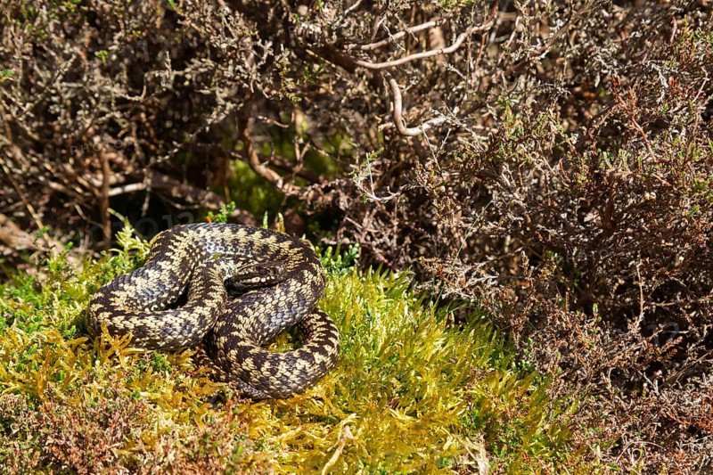 Common european adder or viper snake (Vipera berus) adult reptile basking or warming up by a Heather bush on heathland in spring, England, United Kingdom