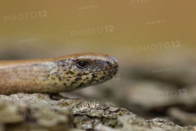 Slow worm (Anguis fragilis) adult reptile on a tree stump in summer, England, United Kingdom