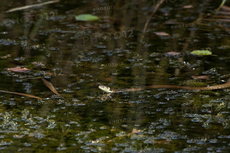 Grass snake (Natrix natrix) adult reptile swimming across a pond, RSPB Minsmere nature reserve, Suffolk, England, United Kingdom