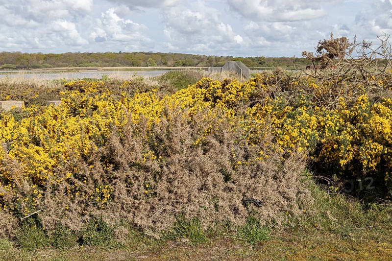 Common european adder or viper snake (Vipera berus) adult reptile basking on a Gorse bush with a view across a scrape in spring, RSPB Minsmere nature reserve, Suffolk, England, United Kingdom