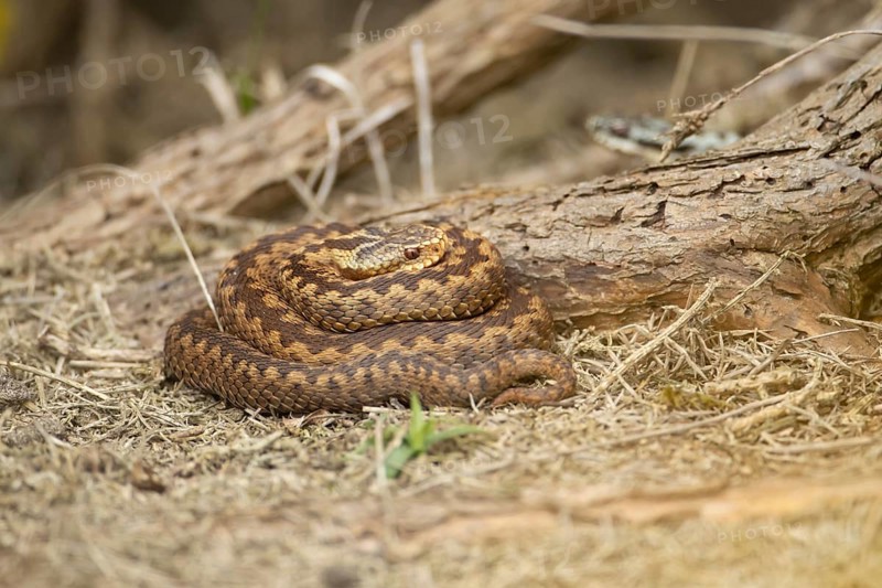 Common european adder or viper snake (Vipera berus) adult reptile basking under a Gorse bush in spring, RSPB Minsmere nature reserve, Suffolk, England, United Kingdom