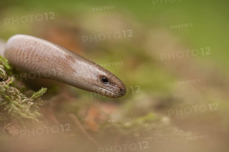 Slow worm (Anguis fragilis) adult reptile on a moss in spring, England, United Kingdom