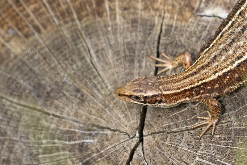 Common lizard (Zootoca vivipara) adult reptile resting on a tree stump, England, United Kingdom