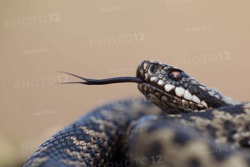 Common european adder or viper snake (Vipera berus) adult reptile flicking or sticking its tongue out in spring, England, United Kingdom