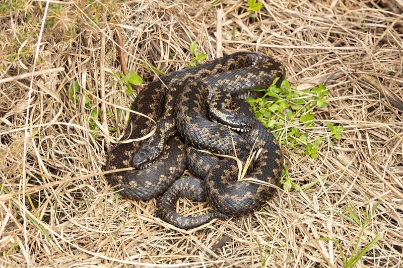 Common european adder or viper snake (Vipera berus) two adult reptiles basking or warming up by a Gorse bush in spring, RSPB Minsmere nature reserve, Suffolk, England, United Kingdom