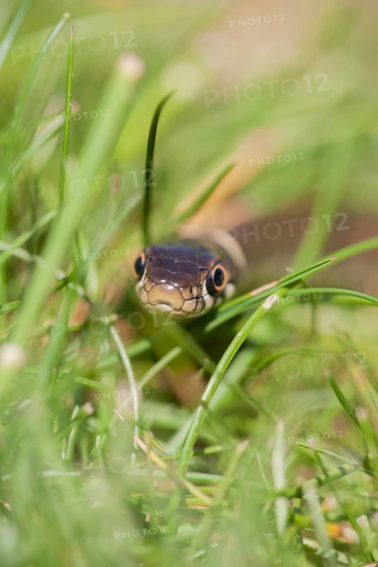 Grass snake (Natrix natrix) adult reptile in grassland, England, United Kingdom