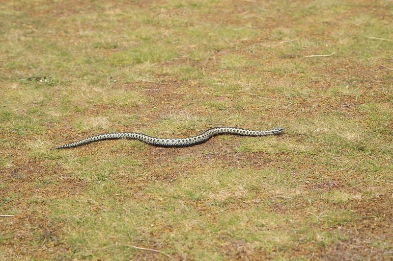 Common european adder or viper snake (Vipera berus) adult reptile moving on open grassland in spring, RSPB Minsmere nature reserve, Suffolk, England, United Kingdom