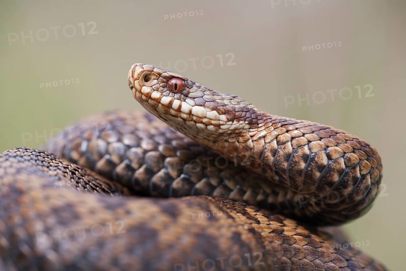 Common european adder or viper snake (Vipera berus) adult female reptile coiled in a ball in spring, England, United Kingdom
