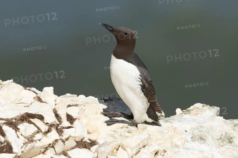 Guillemot (Uria aalge) adult seabird bird on a cliff ledge in summer, RSPB Bempton cliffs nature reserve, Yorkshire, England, United Kingdom