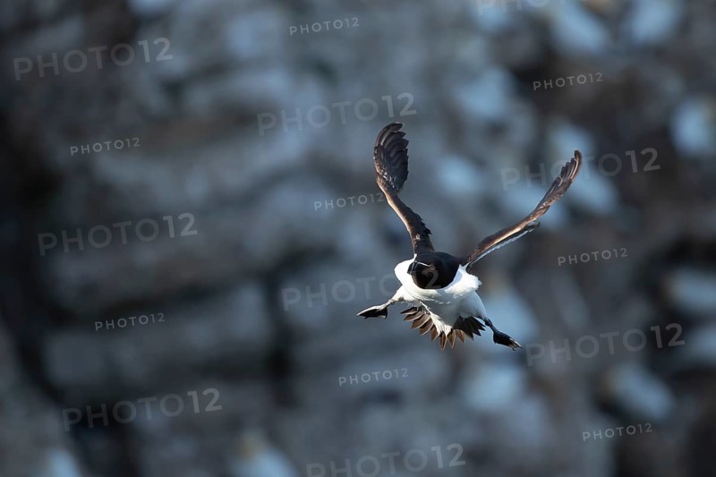 Razorbill (Alca torda) adult seabird bird in flight in summer, RSPB Bempton cliffs nature reserve, Yorkshire, England, United Kingdom