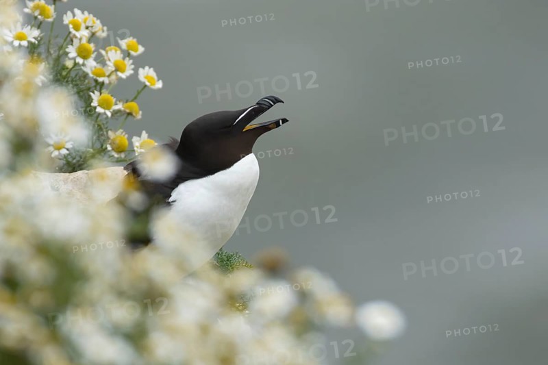Razorbill (Alca torda) adult seabird bird calling on a cliff ledge in summer, RSPB Bempton cliffs nature reserve, Yorkshire, England, United Kingdom
