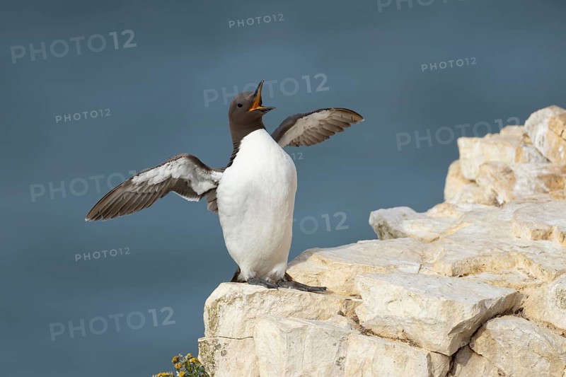 Guillemot (Uria aalge) adult seabird bird stretching its wings on a cliff ledge, RSPB Bempton cliffs nature reserve, Yorkshire, England, United Kingdom