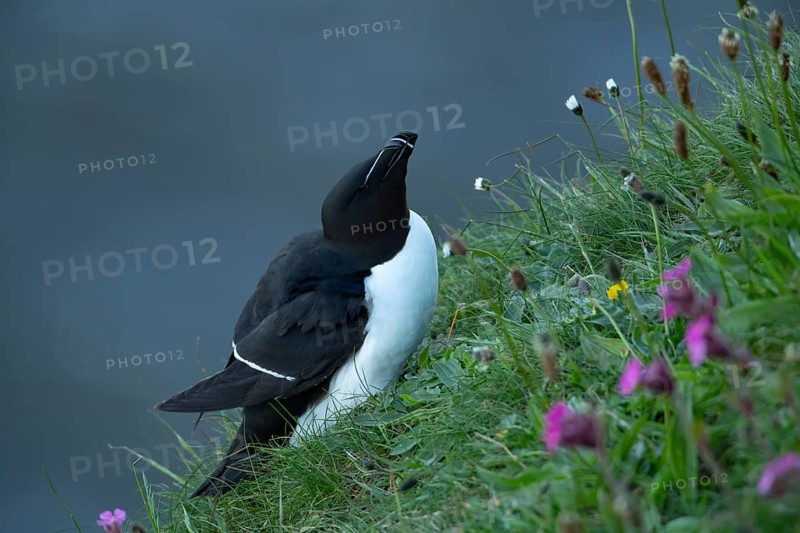 Razorbill (Alca torda) adult seabird bird on a cliff top in summer, RSPB Bempton cliffs nature reserve, Yorkshire, England, United Kingdom