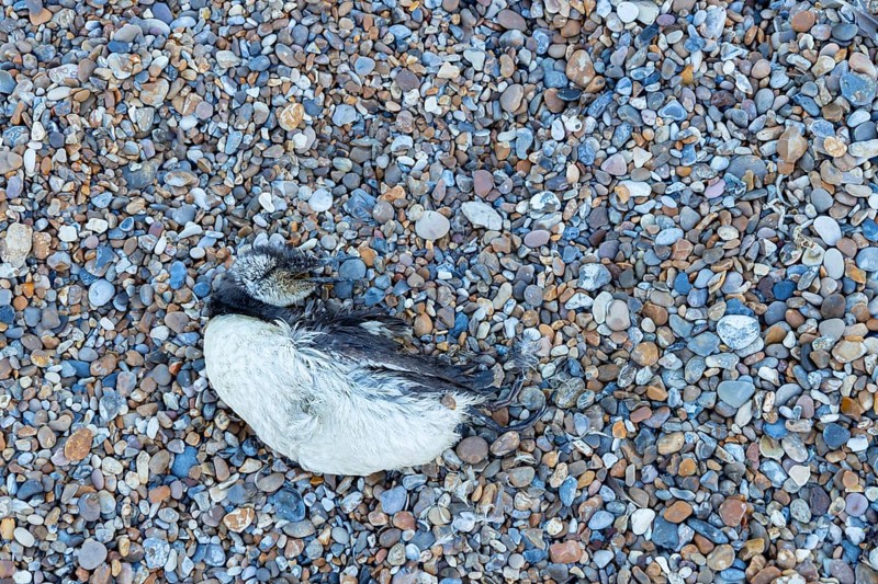 Guillemot (Uria aalge) adult seabird bird washed up dead on a shingle beach, England, United Kingdom