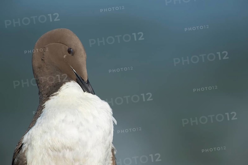 Guillemot (Uria aalge) adult seabird bird preening on a cliff ledge in summer, RSPB Bempton cliffs nature reserve, Yorkshire, England, United Kingdom
