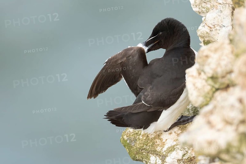 Razorbill (Alca torda) adult seabird bird preening its wing feathers on a cliff ledge in summer, RSPB Bempton cliffs nature reserve, Yorkshire, England, United Kingdom