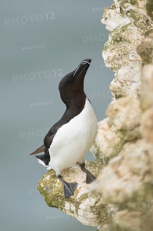 Razorbill (Alca torda) adult seabird bird standing on a cliff ledge, RSPB Bempton cliffs nature reserve, Yorkshire, England, United Kingdom