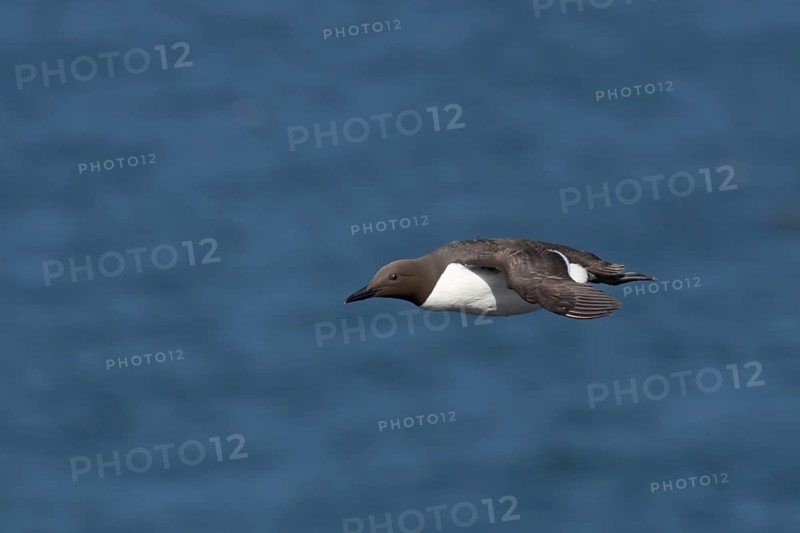 Guillemot (Uria aalge) adult seabird bird flying in summer, RSPB Bempton cliffs nature reserve, Yorkshire, England, United Kingdom