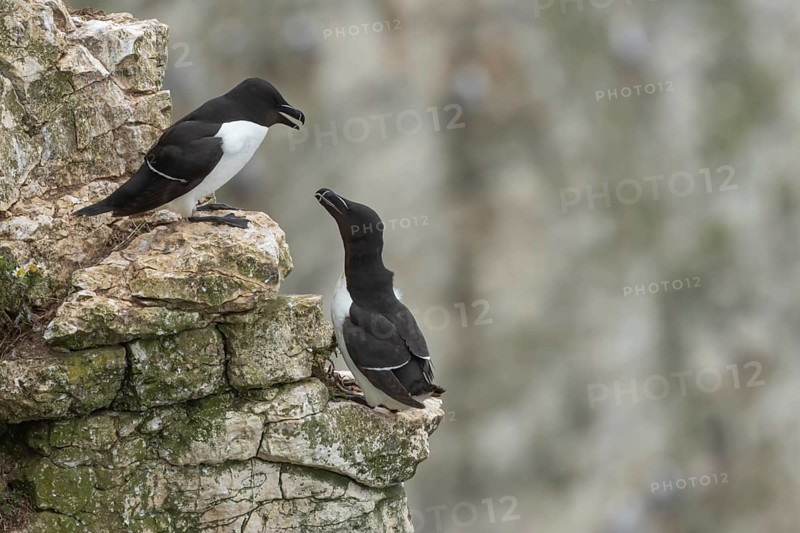 Razorbill (Alca torda) two adult seabird birds on a cliff ledge in summer, RSPB Bempton cliffs nature reserve, Yorkshire, England, United Kingdom