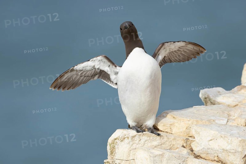 Guillemot (Uria aalge) adult seabird bird stretching its wings on a cliff ledge in summer, RSPB Bempton cliffs nature reserve, Yorkshire, England, United Kingdom