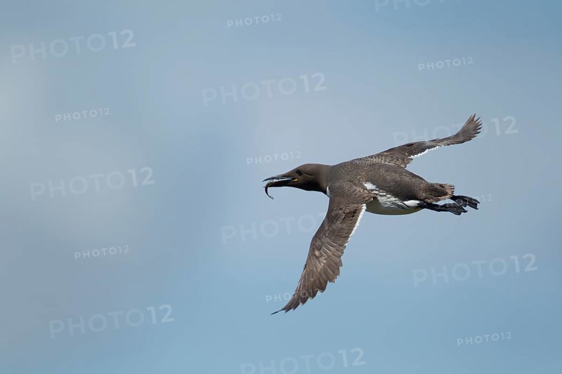 Guillemot (Uria aalge) adult seabird bird flying with a fish in its beak in summer, Farne islands, Northumberland, England, United Kingdom