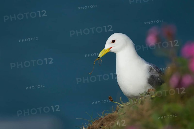 Kittiwake (Rissa tridactyla) adult seabird bird collecting nesting material in its beak from a cliff top, RSPB Bempton cliffs, Yorkshire, England, United Kingdom