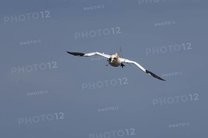 Northern gannet (Morus bassanus) adult seabird bird in flight carrying nest material in its beak in summer, RSPB Bempton cliffs nature reserve, Yorkshire, England, United Kingdom