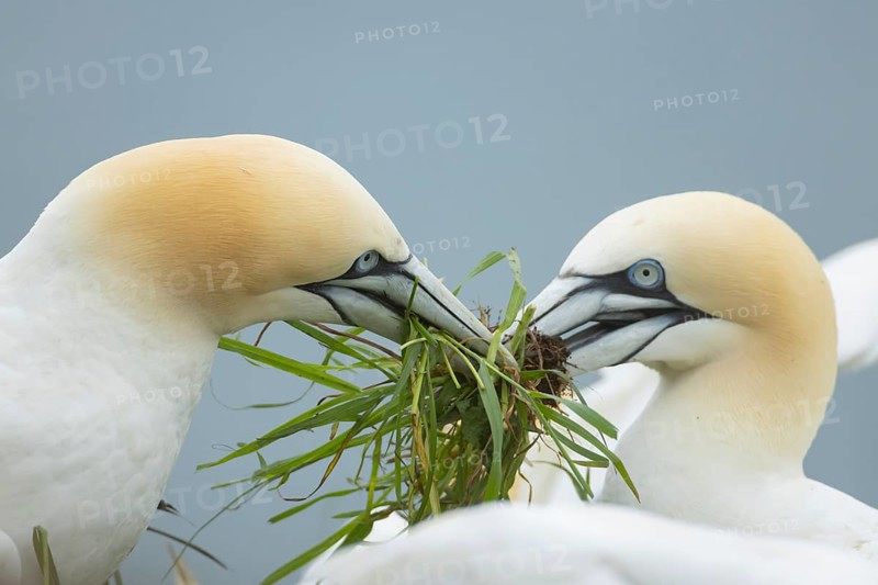 Northern Gannet (Morus bassanus) two adult seabird birds fighting over a clump of grass for nesting material in summer, RSPB Bempton cliffs nature reserve, Yorkshire, England, United Kingdom