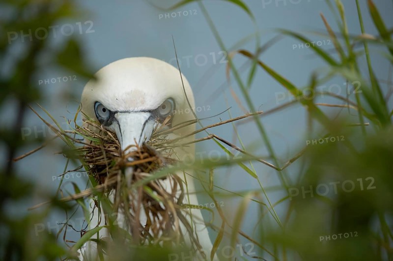 Northern gannet (Morus bassanus) adult seabird bird carrying grass for nest material in its beak in summer, RSPB Bempton cliffs nature reserve, Yorkshire, England, United Kingdom