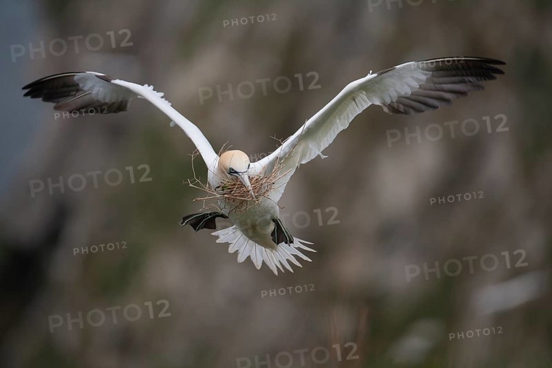 Northern gannet (Morus bassanus) adult seabird bird flying carrying nest material in its beak in spring, RSPB Bempton cliffs nature reserve, Yorkshire, England, United Kingdom