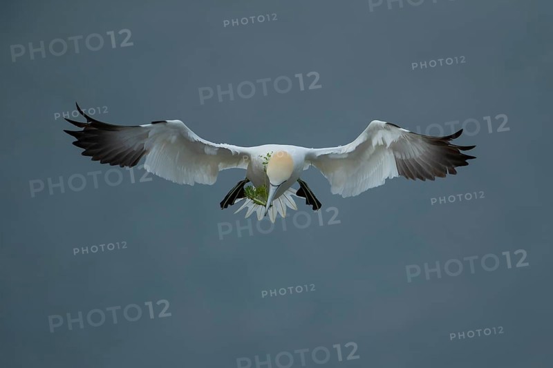 Northern gannet (Morus bassanus) adult seabird bird flying carrying nest material in its beak in summer, RSPB Bempton cliffs nature reserve, Yorkshire, England, United Kingdom