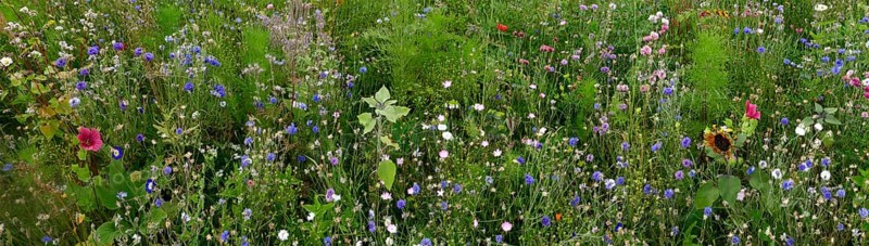 Vegetation, wildflowers, wildflower meadow, meadow, biodiversity, panorama, Rügen island, largest and most populous German island.Baltic Sea coast, Baltic Sea, Mecklenburg-Western Pomerania, Germany, Northern Europe