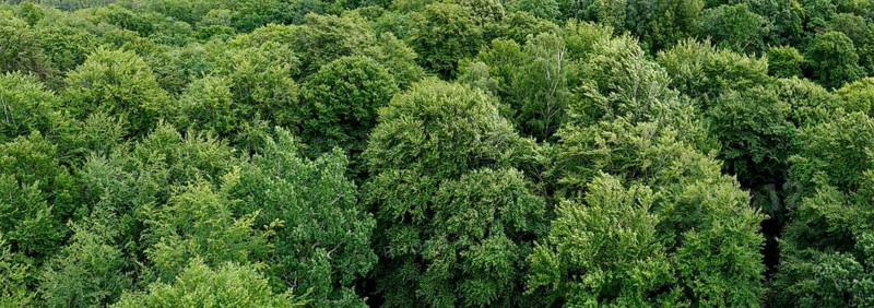 European beech (Fagus sylvatica), beech, beech forest, treetops from above, island of Rügen, largest and most populous German island.Baltic Sea coast, Baltic Sea, Mecklenburg-Western Pomerania, Germany, Northern Europe