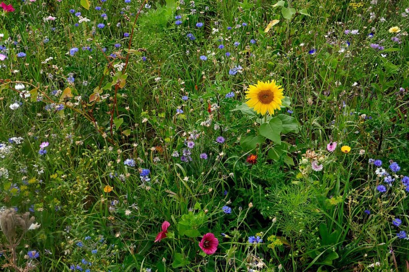 Vegetation, wildflowers, wildflower meadow, meadow, biodiversity, island of Rügen, largest and most populous German island. Baltic Sea coast, Baltic Sea, Mecklenburg-Western Pomerania, Germany, Northern Europe