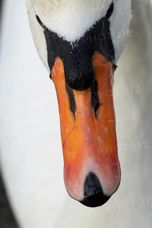 Mute swan (Cygnus olor) adult bird head portrait, England, United Kingdom