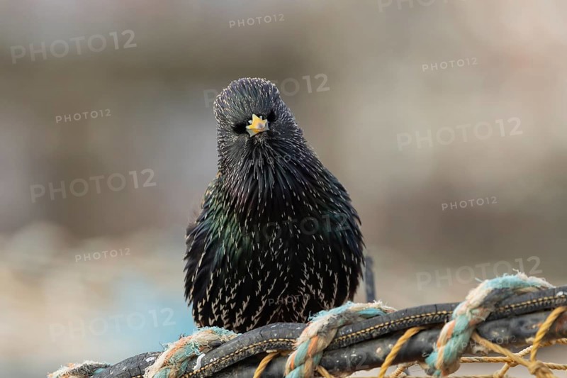 Common starling (Sturnus vulgaris) adult bird on fishing nets in a harbour in winter, England, United Kingdom